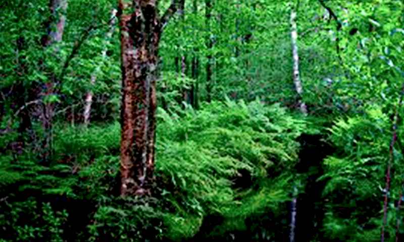 Yazıcıoğlu Tarihçe